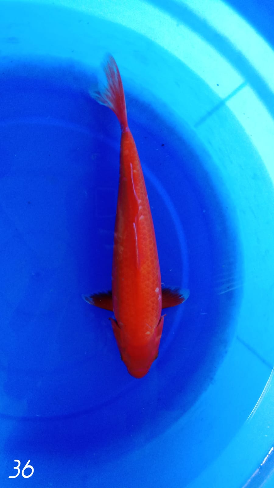 AKA HAJIRO 35cm