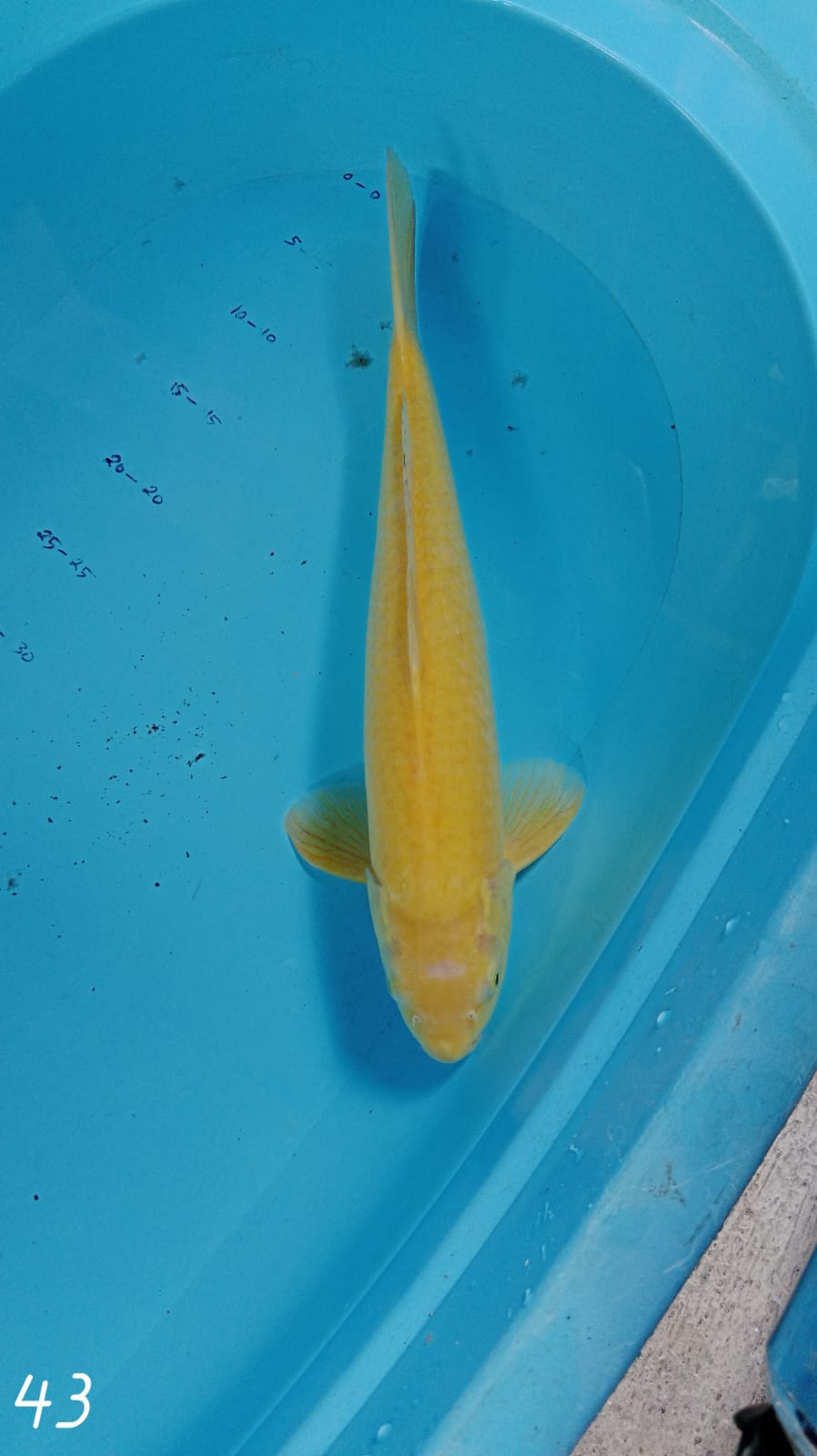 CARASI 43cm