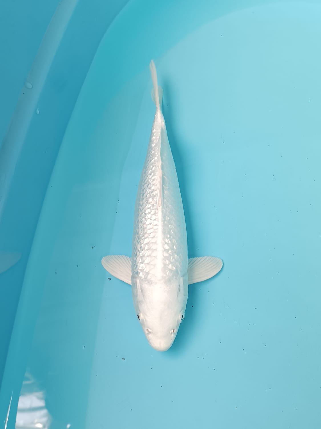 SQ GINRIN C 30cm