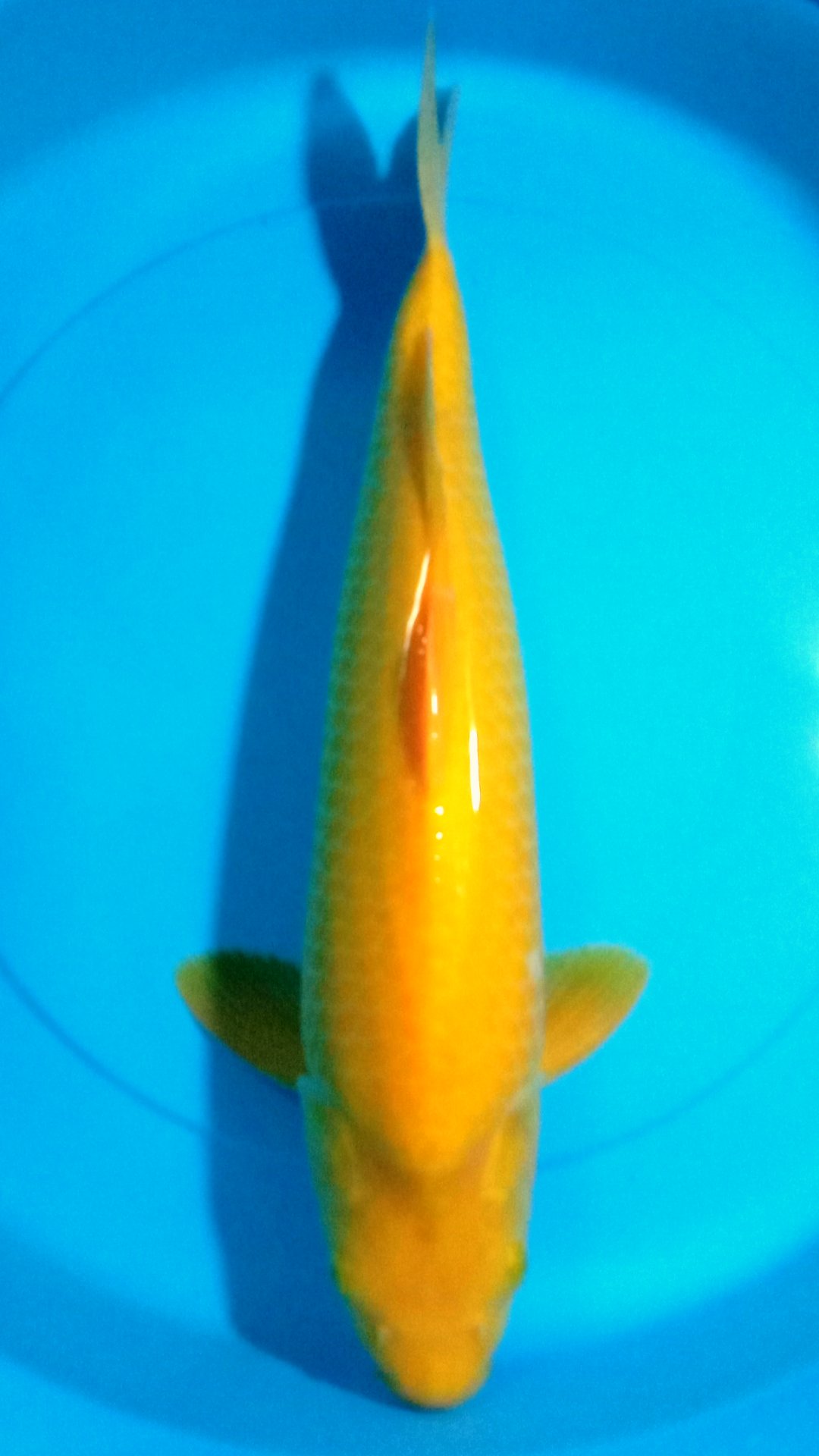 KARASHI MANGO PUNUK 40cm