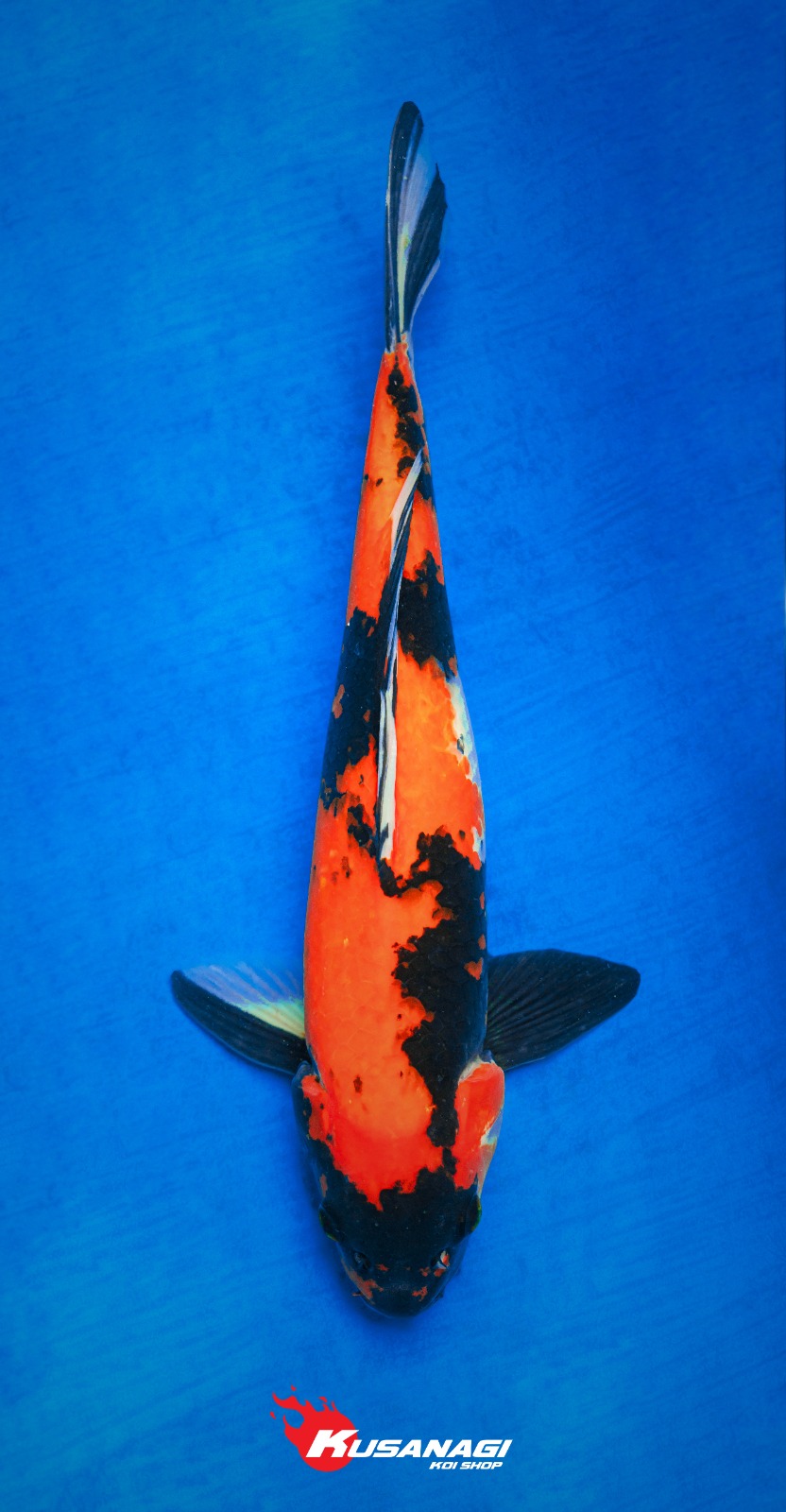 HI SHOWA 38cm