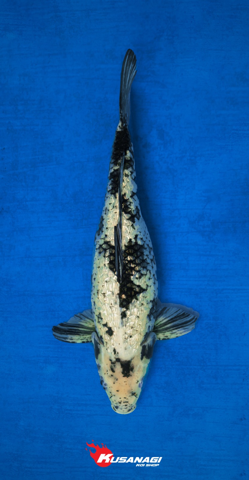 MATSUKAWABAKE GINRIN 36cm