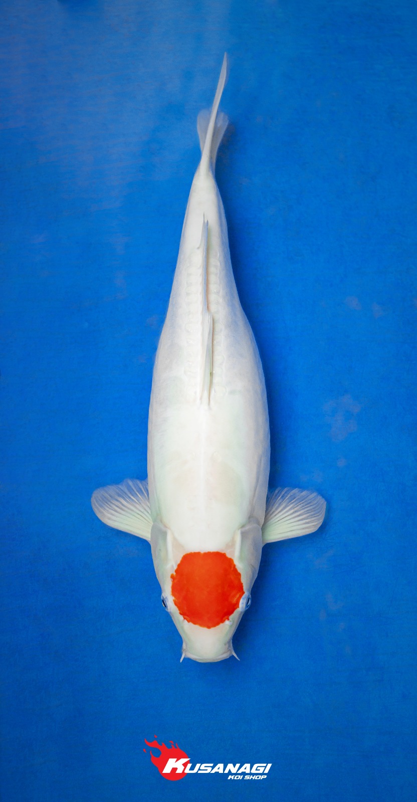TANCHO KOHAKU DOITSU SQ 41cm ORIGINAL