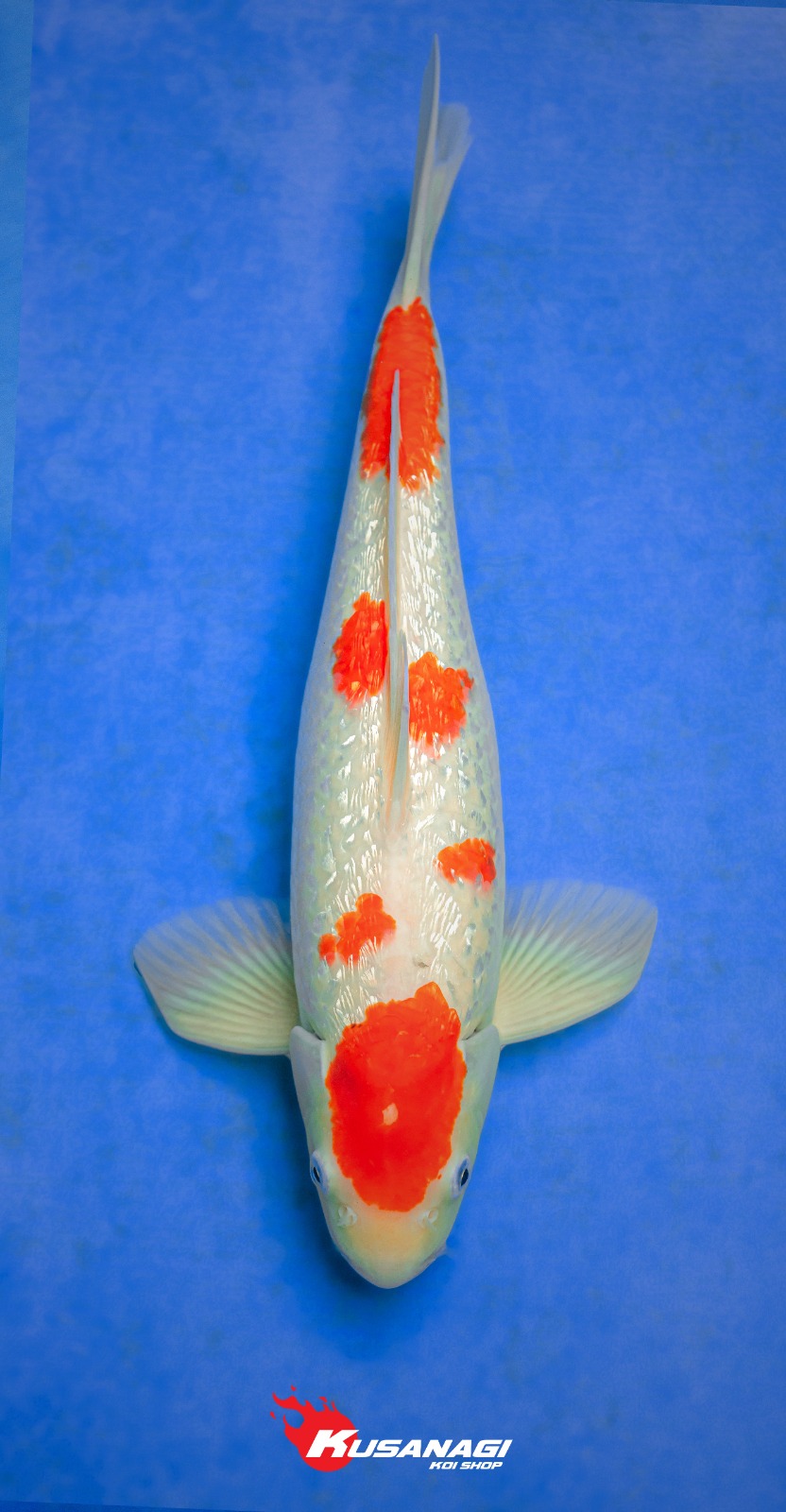 TANCHO KOHAKU SAKURA GINRIN 39cm