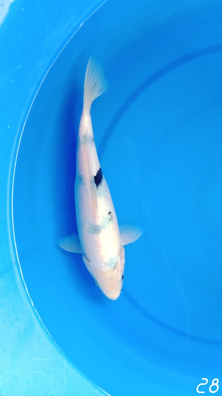 SHIRO BAHAN 28cm