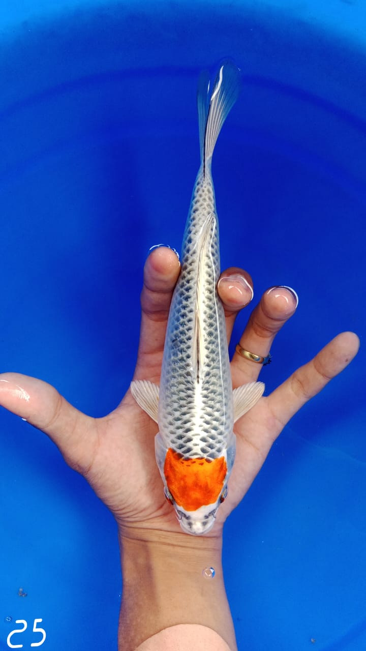 TANCO KUJAKU ISTIMEWA 25cm