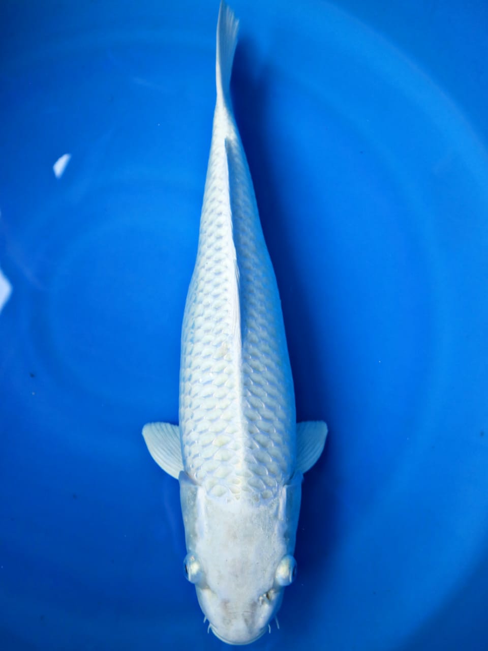 PLATINUM 44cm