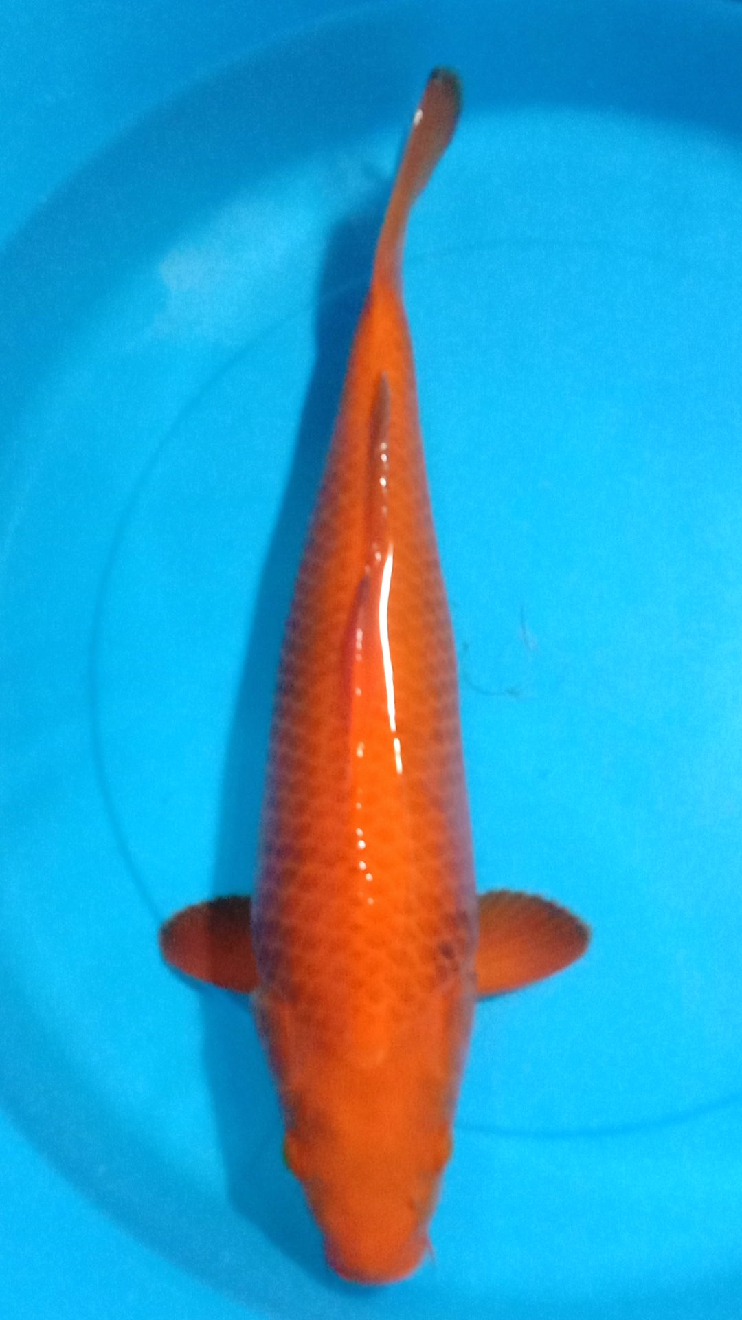 BENI CHAGOIBULKY 39cm