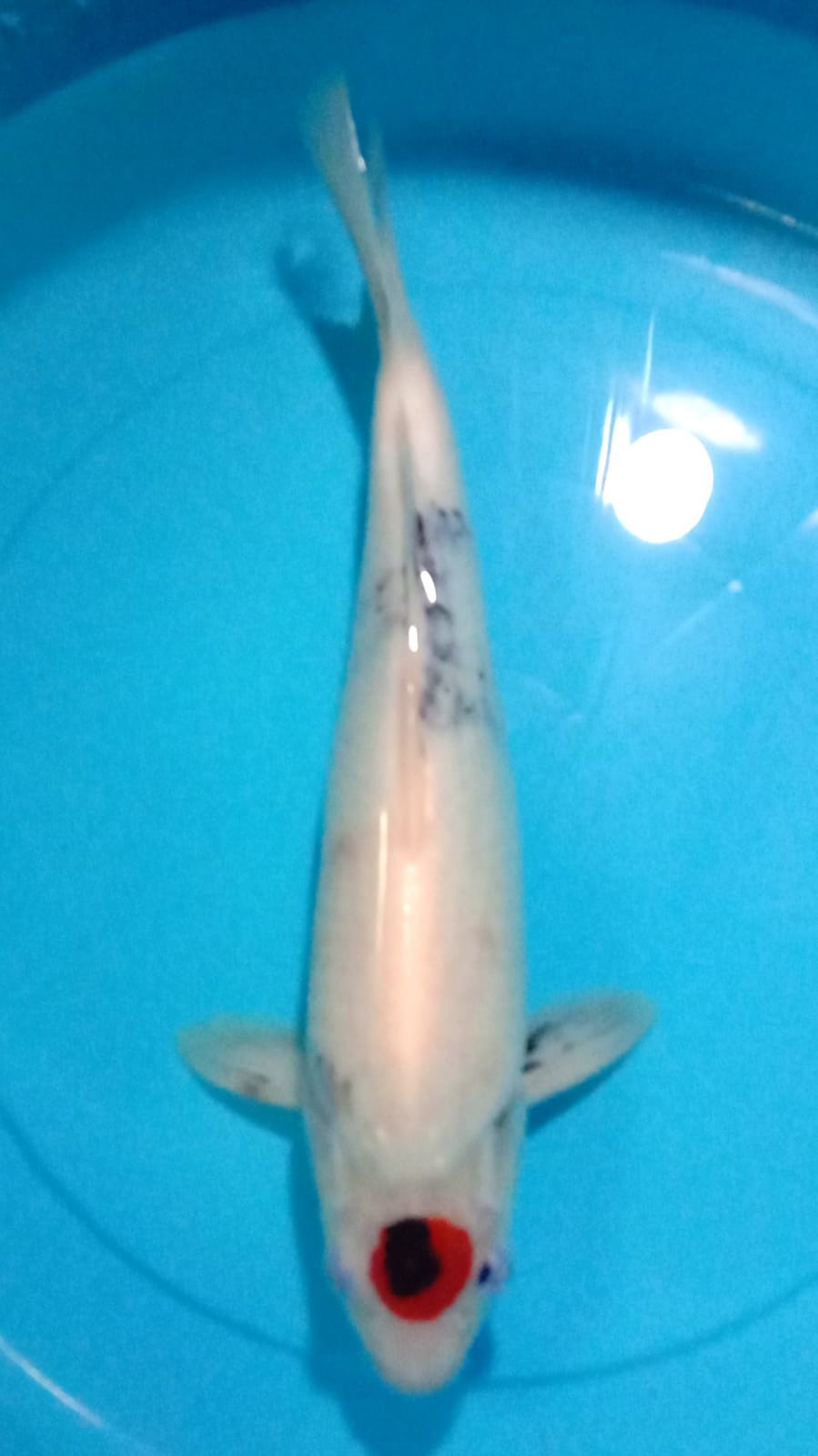 TANCHO SHOWA PUNUK TATEGOI 35cm