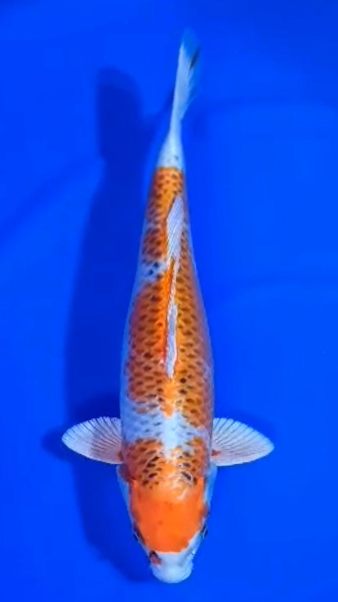 KUJAKU MOMOTARO 48cm