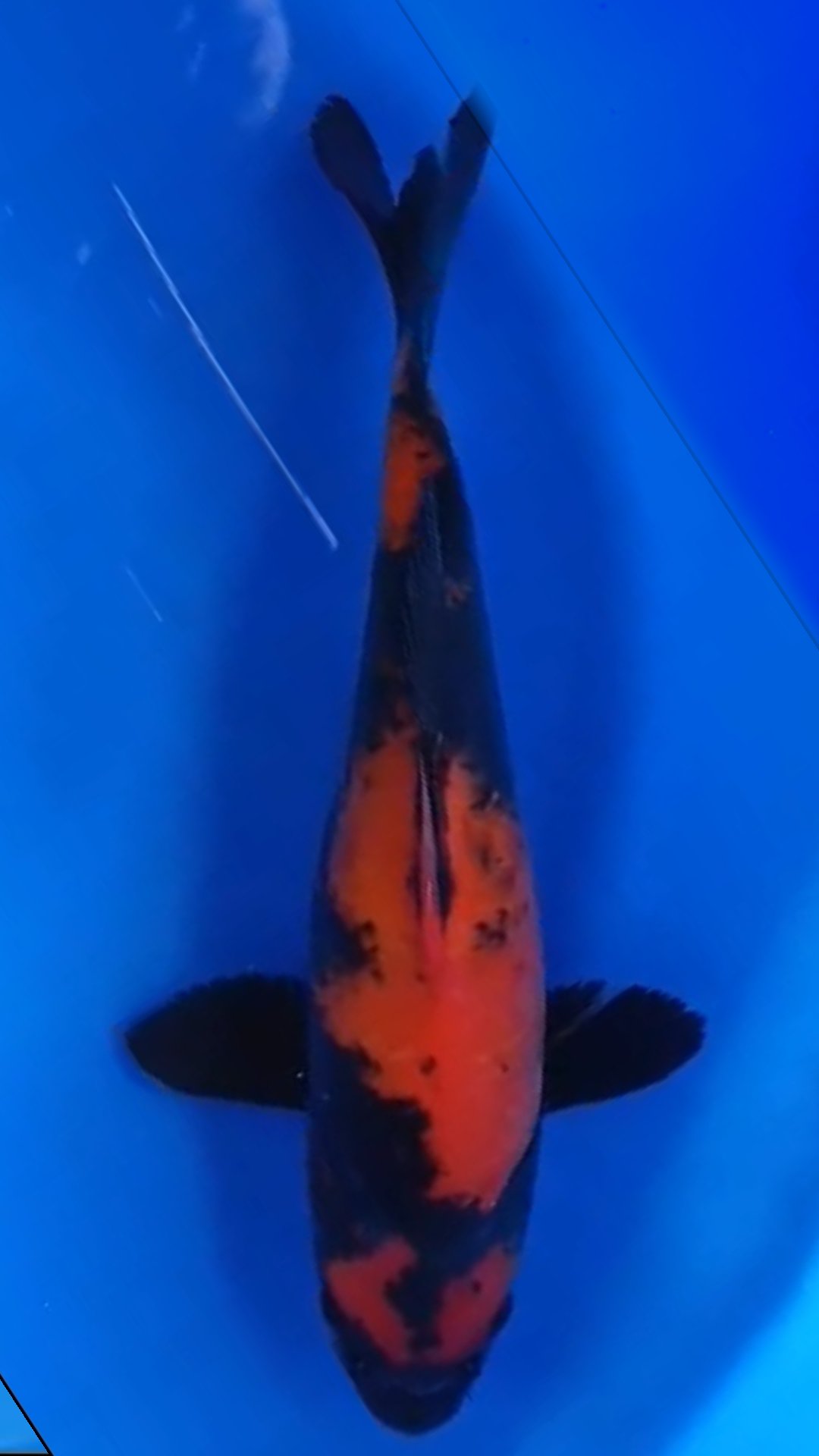 HIUTSURI SHINODA 37cm