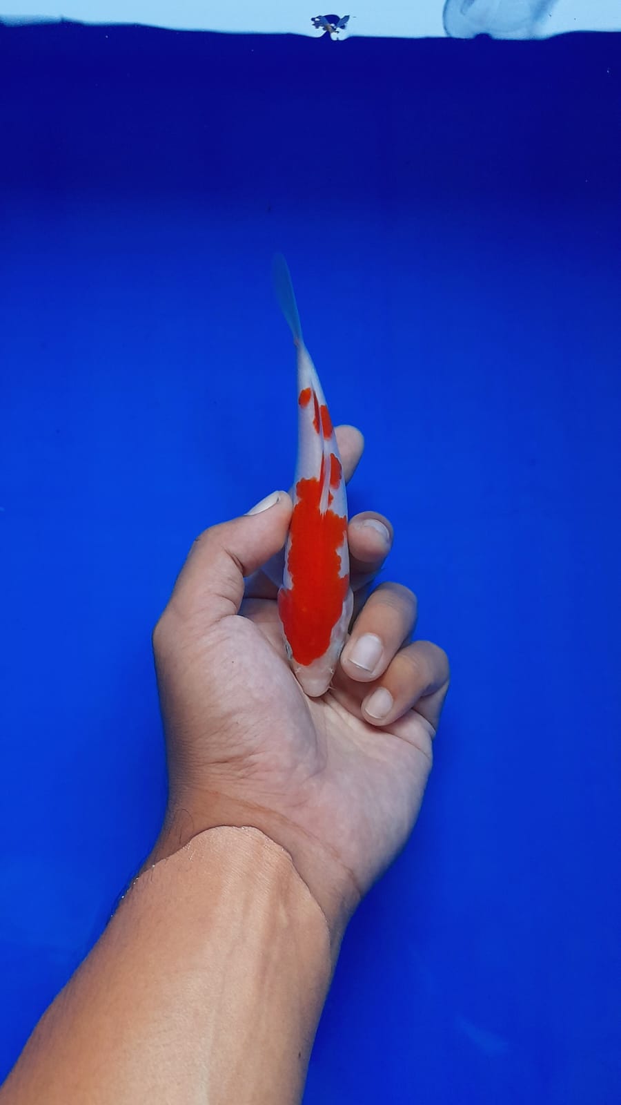 KOHAKU BAHAN KEEP HQ 15cm