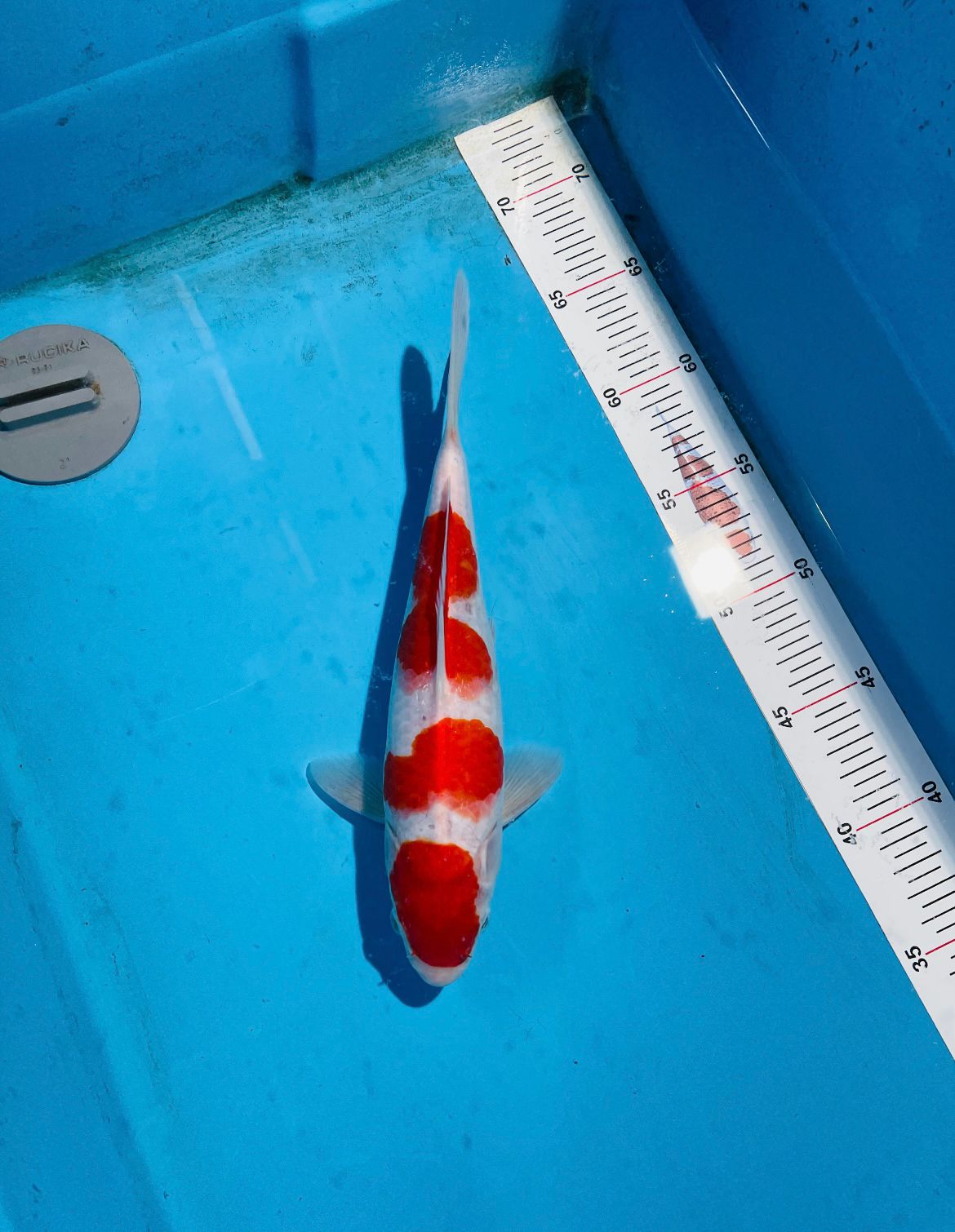Lelang Koi Online, Jual Beli Ikan Koi, Pusat Jual Beli Koi, Info Lelang Koi Hari Ini, Platform Jual Beli Koi, Jual Beli Ikan Koi Online, Marketplace Ikan Koi, Jual Koi Terbaik, Tempat Beli Koi Berkualitas, Pasar Ikan Koi Online Terpercaya, Penjual Ikan Koi Terpercaya, Beli Koi Hias Online, Ikan Koi untuk Dijual, Koi Kualitas Terbaik, Toko Online Ikan Koi, Koi Hias Untuk Dijual, Jual Beli Ikan Koi Lokal, Koi Indonesia Online, Pusat Jual Beli Koi Terbesar