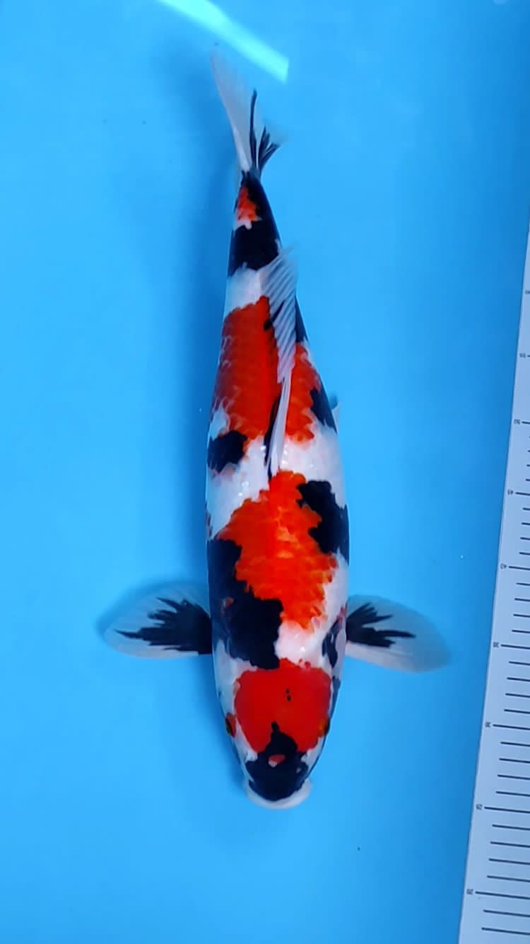 SHOWA MARUTEN 50cm