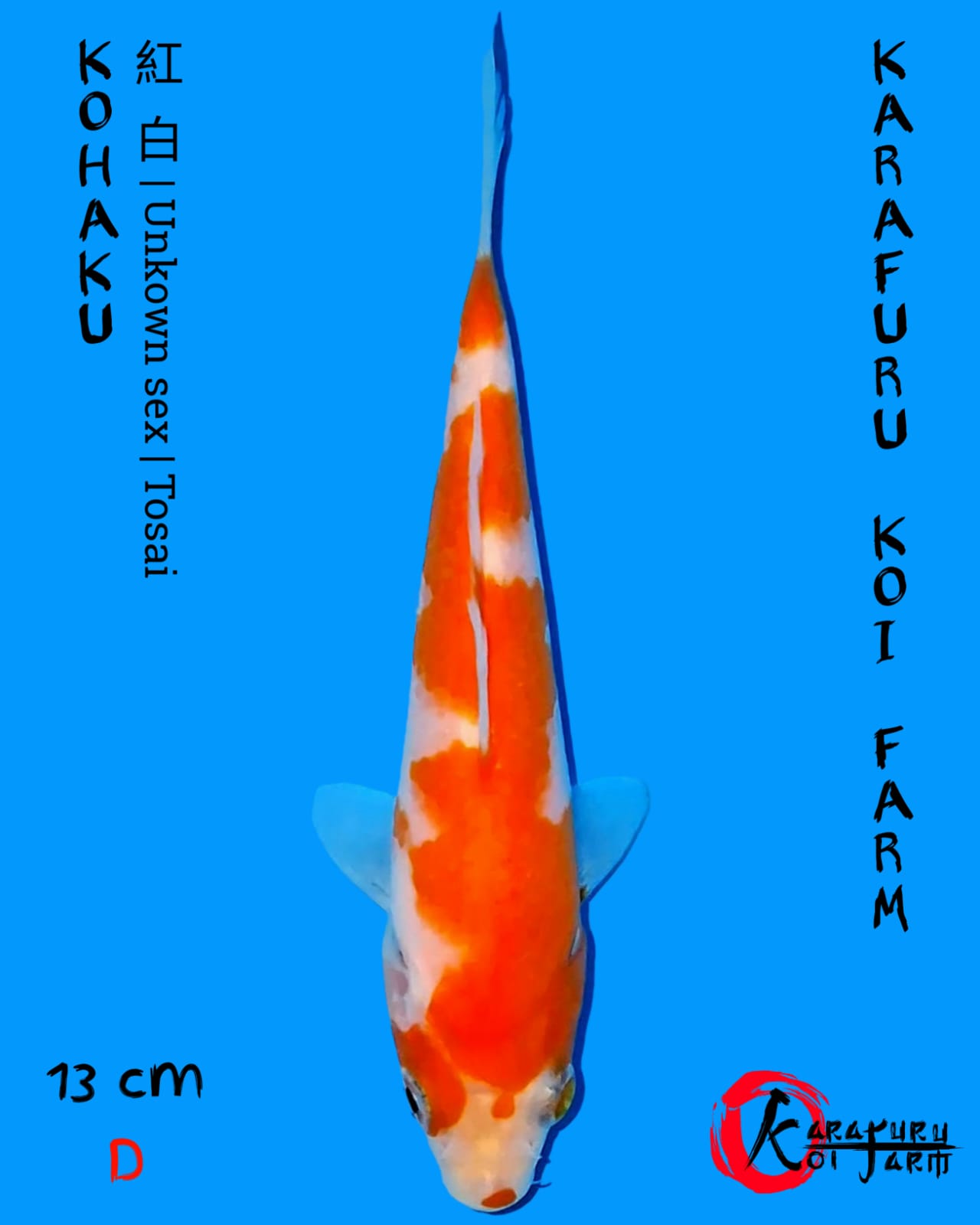 KOHAKU 13cm