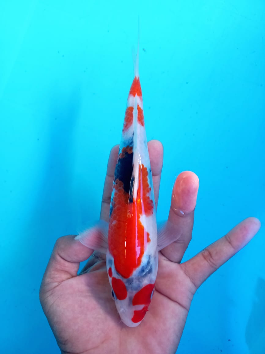 SHOWA 26cm
