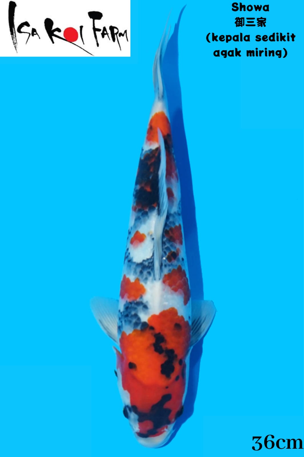 SHOWA ISA KOI FARM 36cm