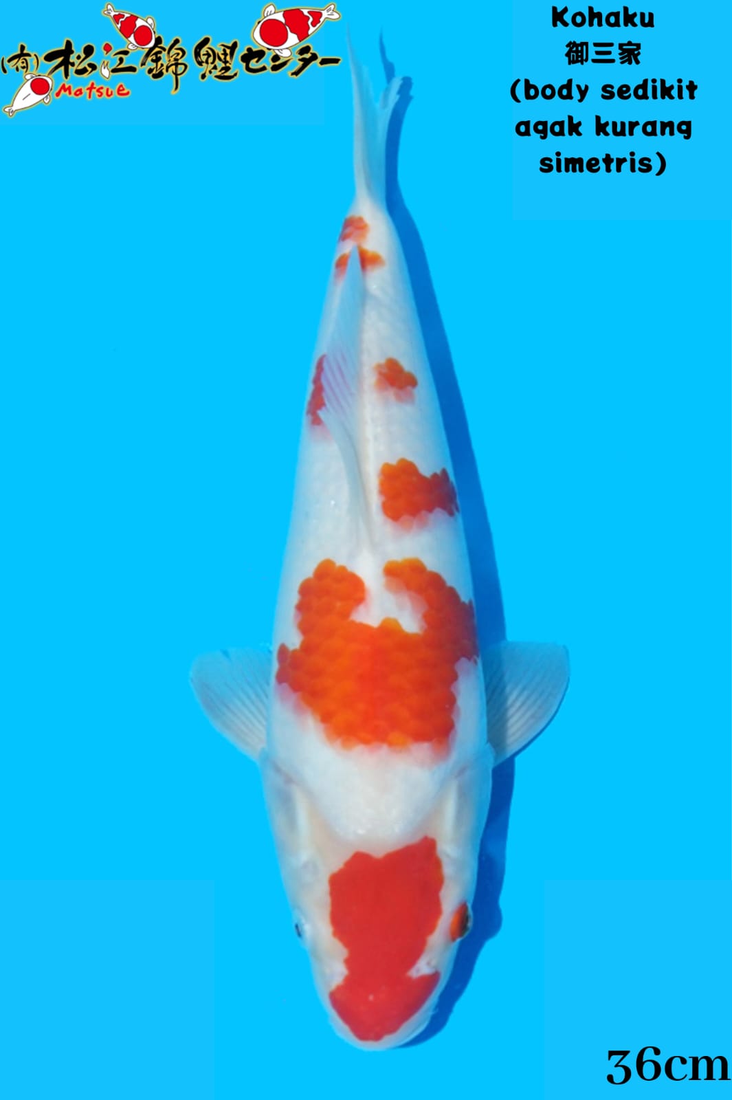 KOHAKU MATUSE KOI FARM 36cm