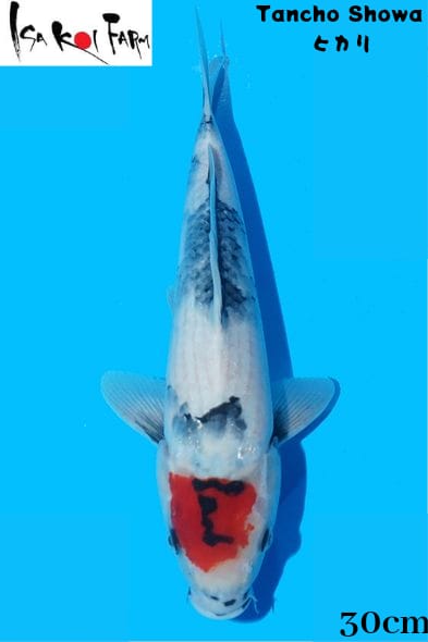 TANCHO SHOWA 30cm