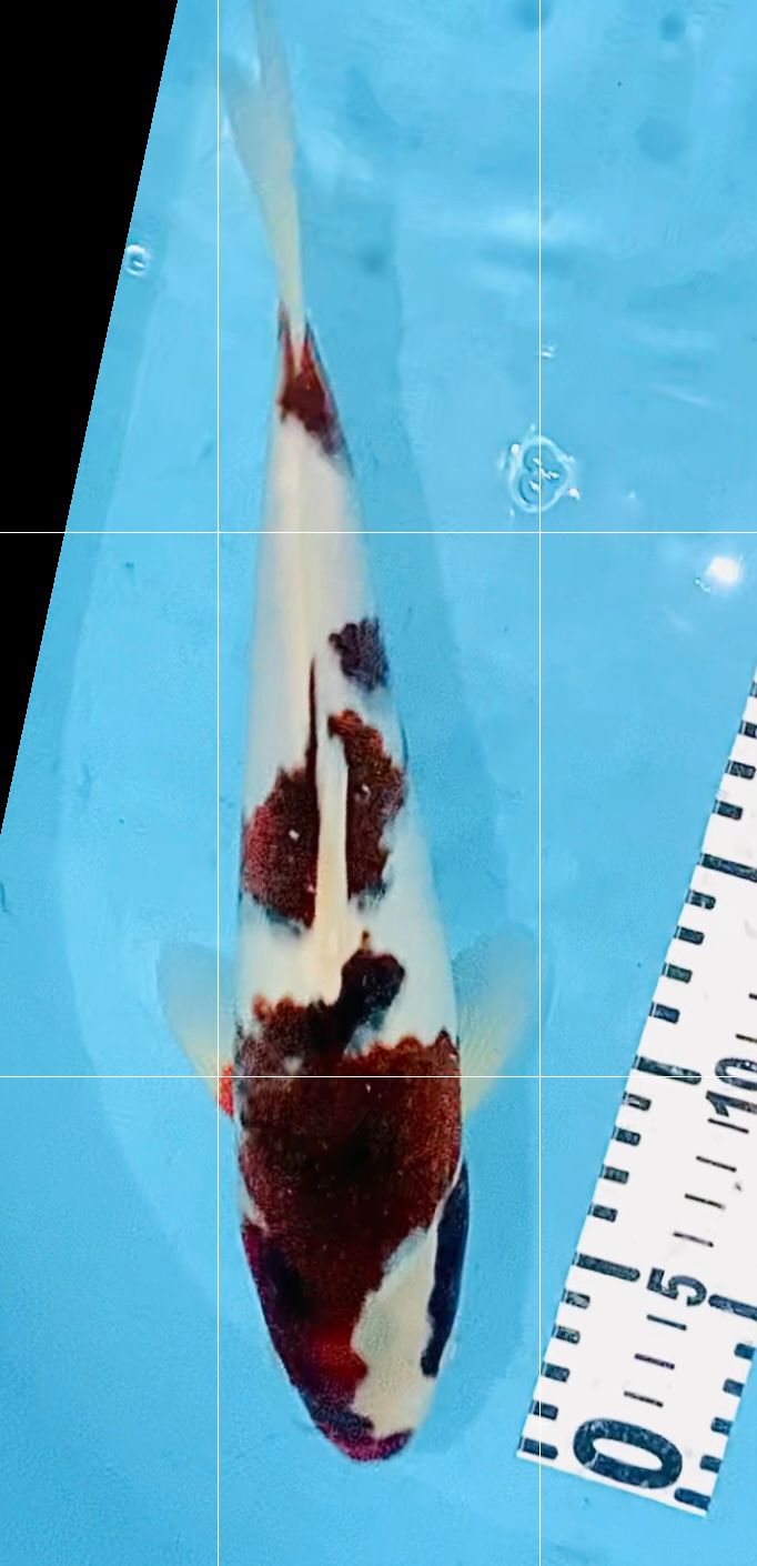 GOROMO 32cm