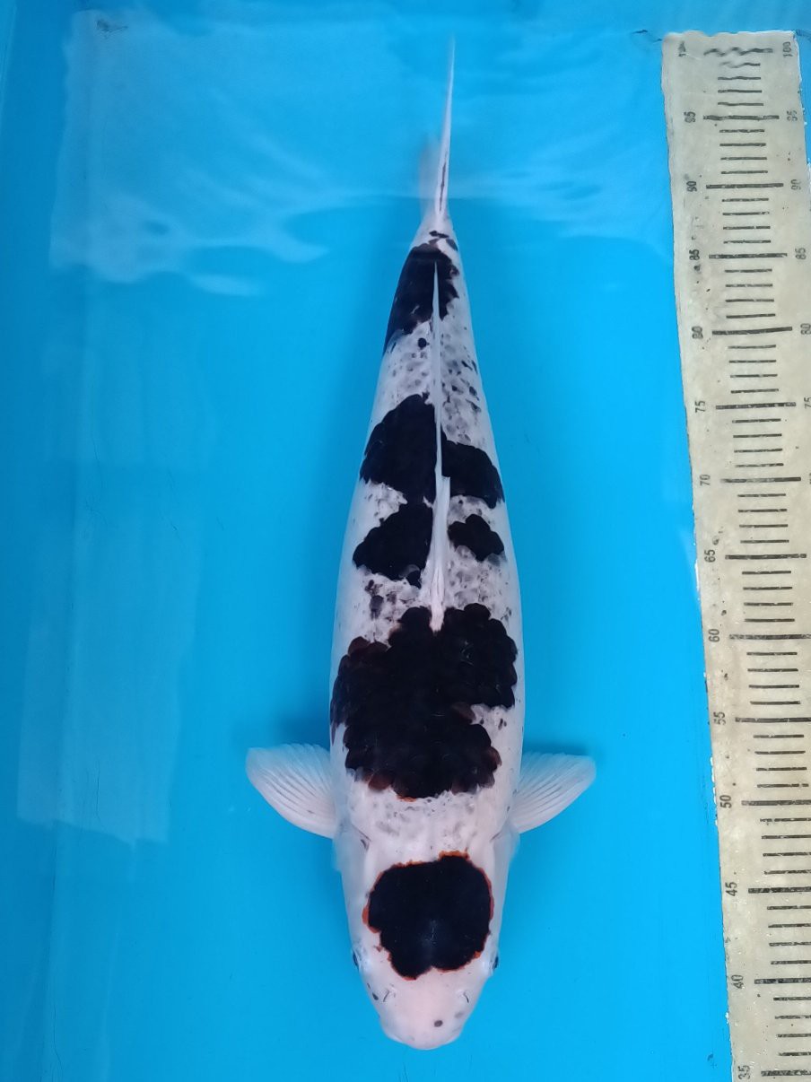 Ikan Koi BUDO GOROMO FEMALE 60cm, lelang koi BUDO GOROMO FEMALE 60cm, jual koi BUDO GOROMO FEMALE 60cm, beli koi BUDO GOROMO FEMALE 60cm, Lelang Koi Online, Jual Beli Ikan Koi, Pusat Jual Beli Koi, Info Lelang Koi Hari Ini, Platform Jual Beli Koi, Jual Beli Ikan Koi Online, Marketplace Ikan Koi, Jual Koi Terbaik, Tempat Beli Koi Berkualitas, Pasar Ikan Koi Online Terpercaya, Penjual Ikan Koi Terpercaya, Beli Koi Hias Online, Ikan Koi untuk Dijual, Koi Kualitas Terbaik, Toko Online Ikan Koi, Koi Hias Untuk Dijual, Jual Beli Ikan Koi Lokal, Koi Indonesia Online, Pusat Jual Beli Koi Terbesar