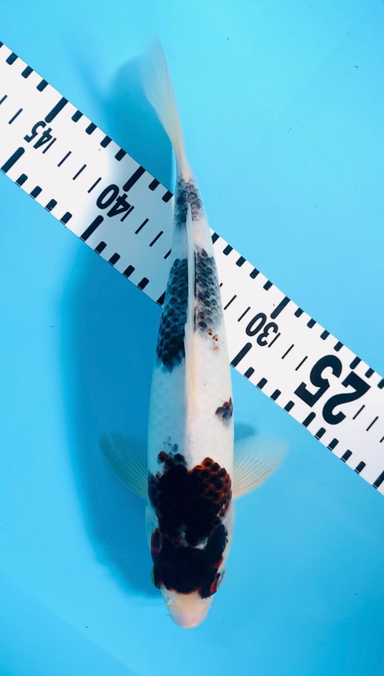 GOROMO 29cm