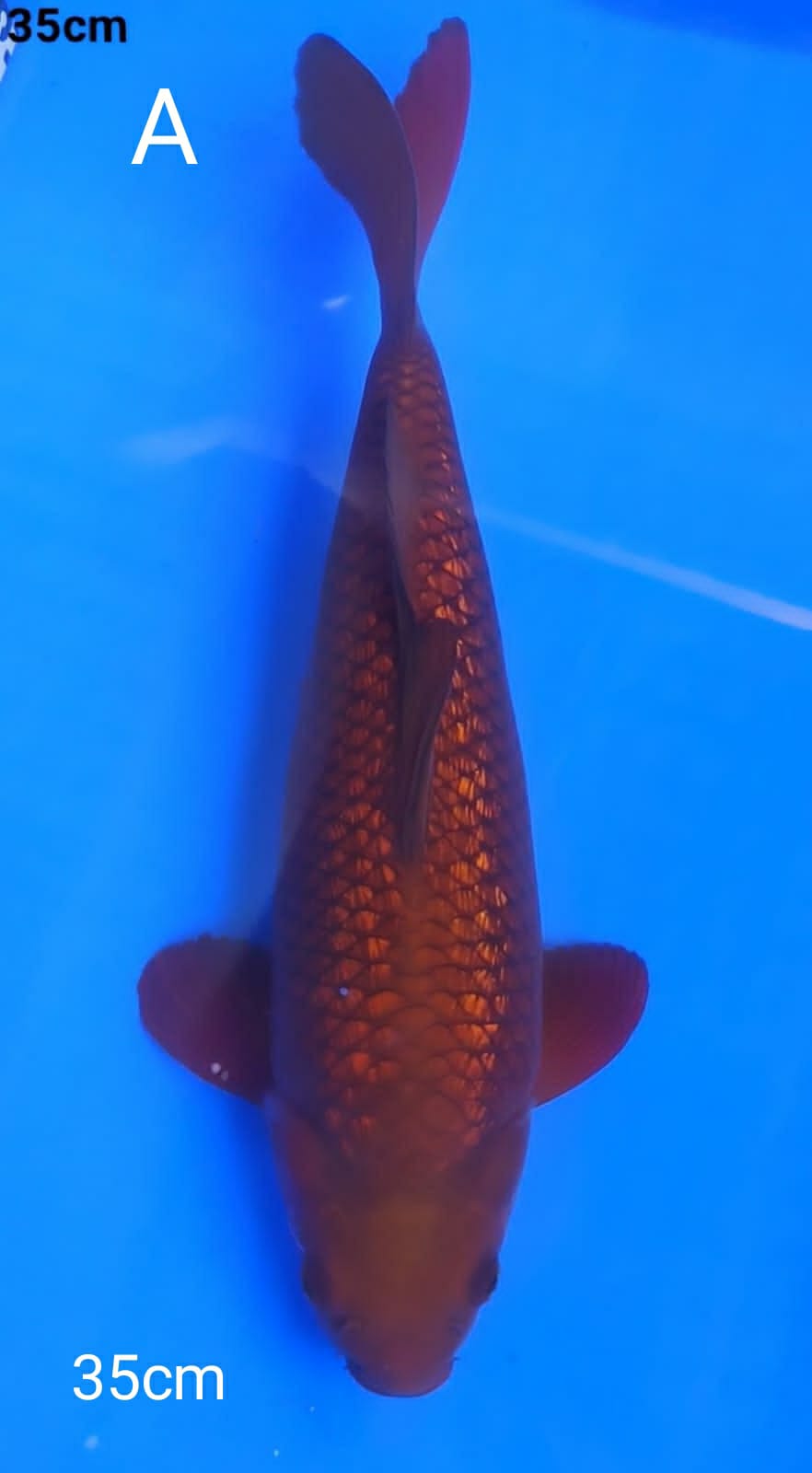 CAGOI TEMBAGA GINRIN 35cm