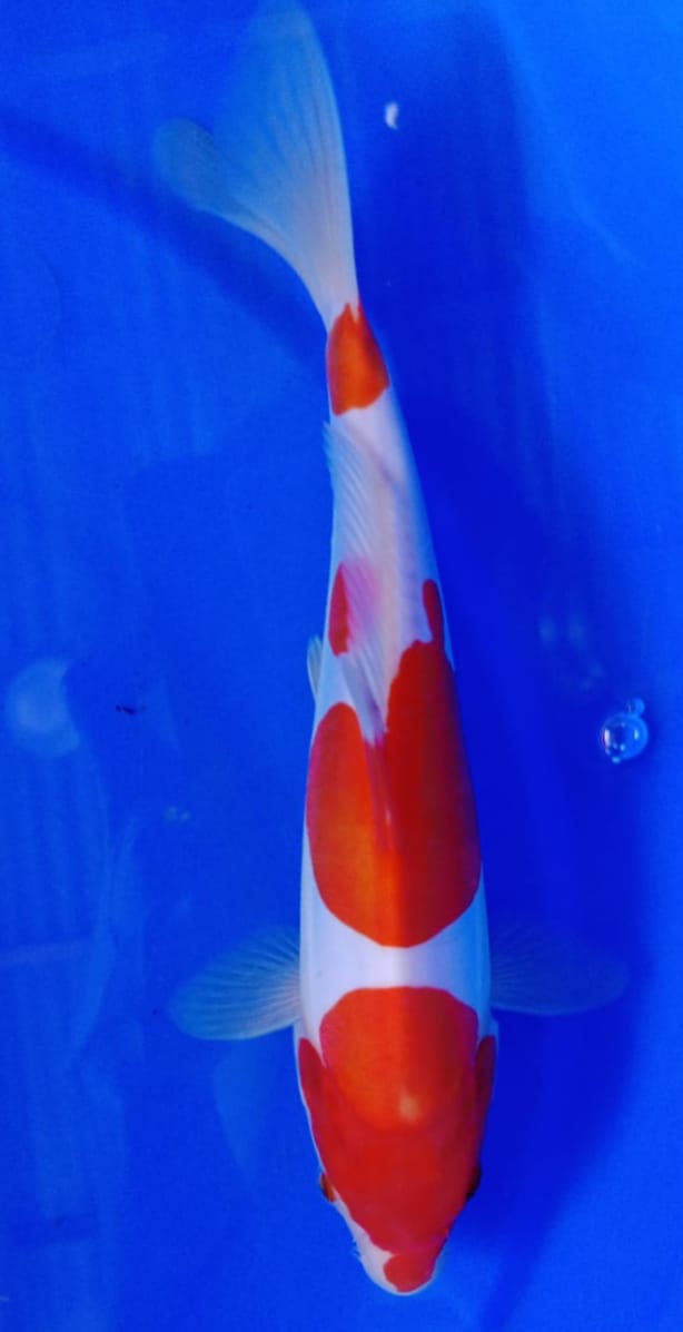 KOHAKU DO IT 3 STEP 24cm
