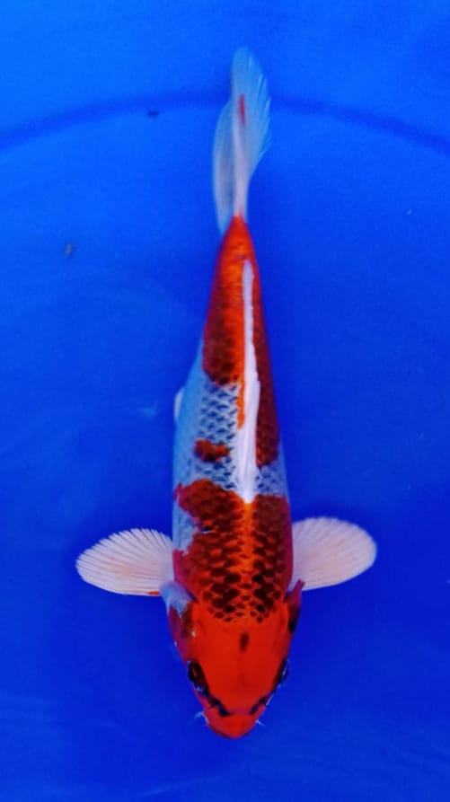 KUJAKU JOS 20cm