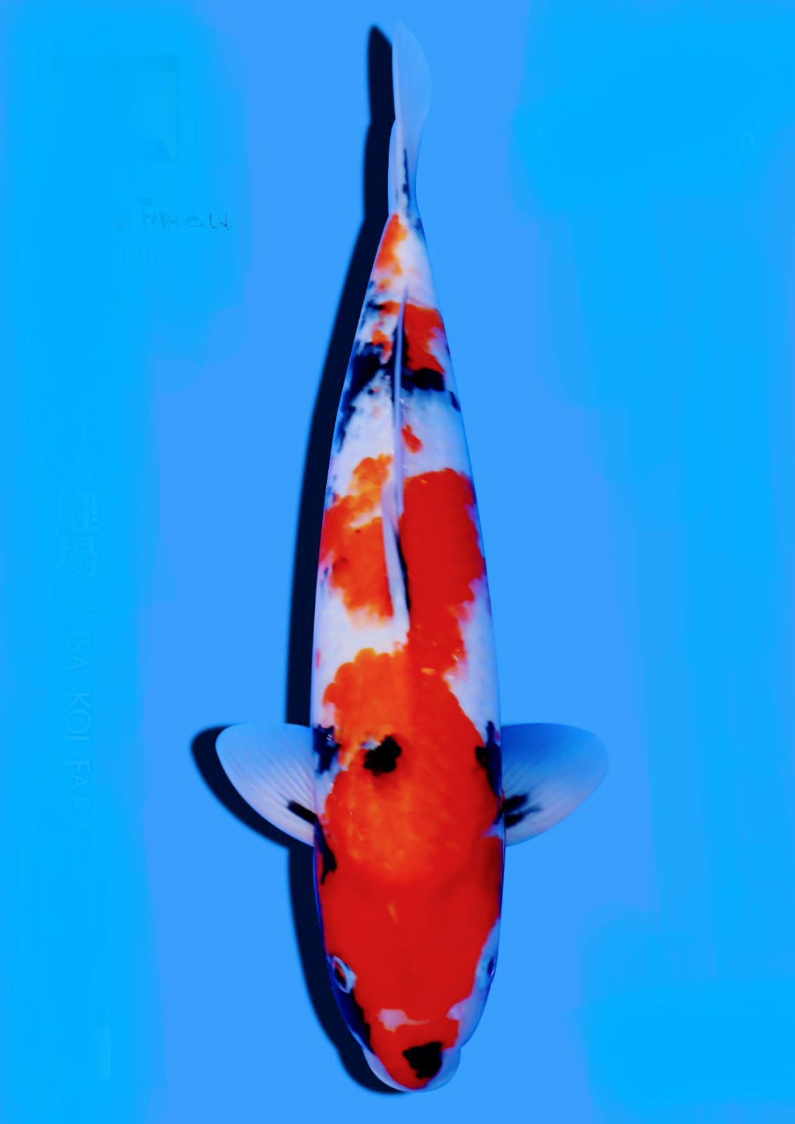 SHOWA 42cm ISA KOI FARM