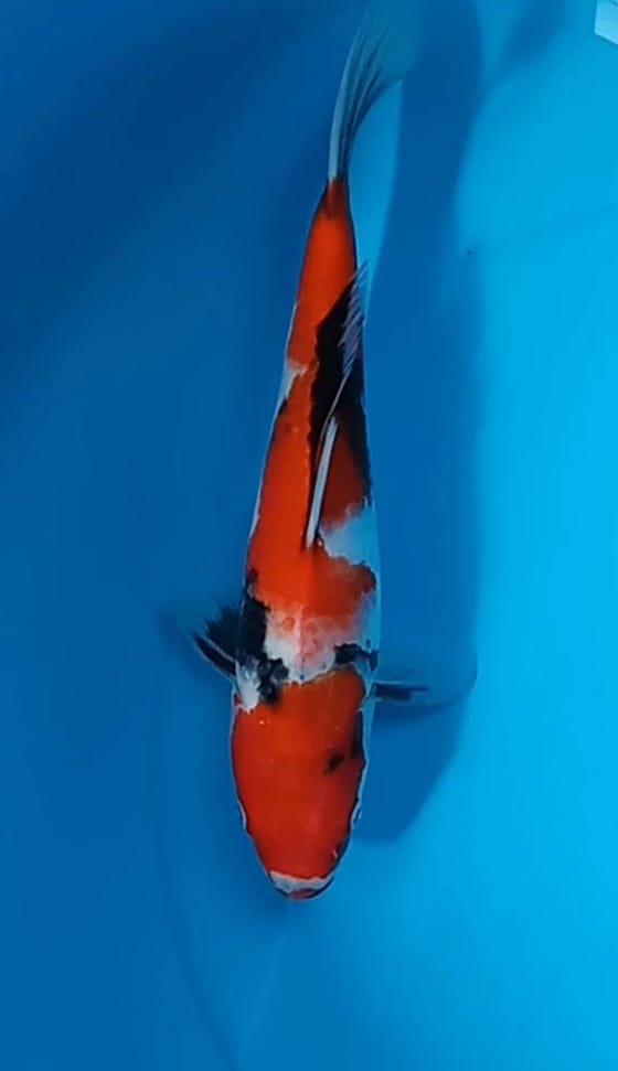 SHOWA 30cm SEKIGUCHI KOI FARM