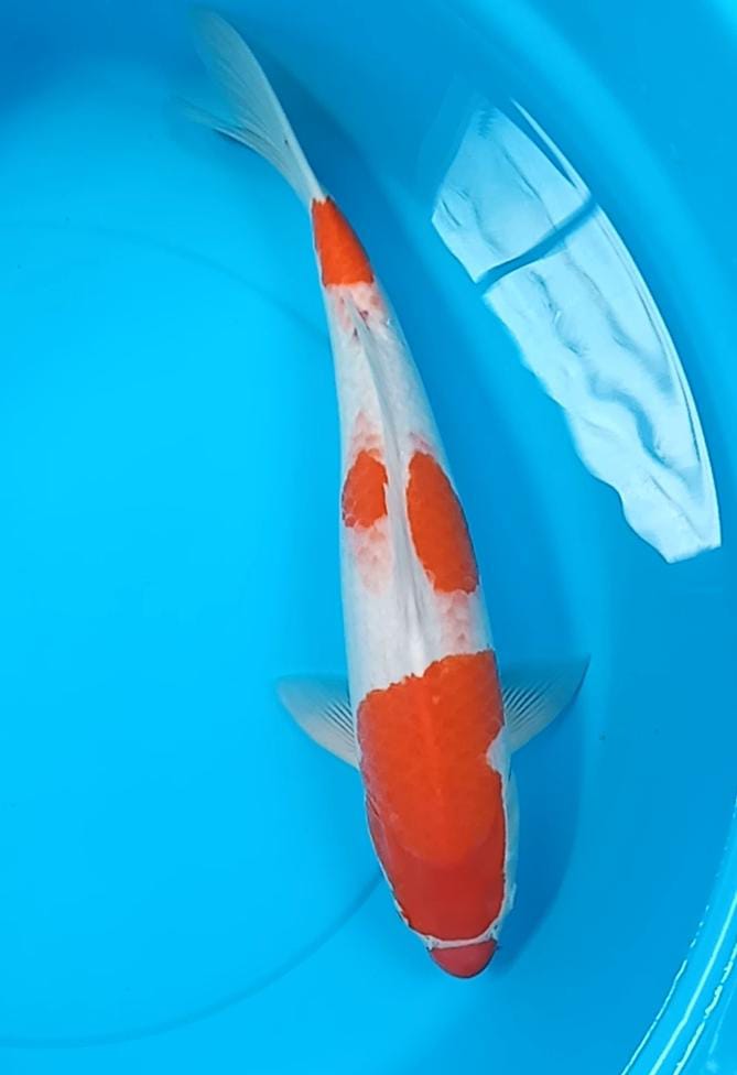 KOHAKU 48cm DAINICHI KOI FARM
