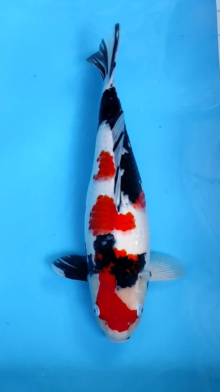 KINDAY SHOWA 44cm