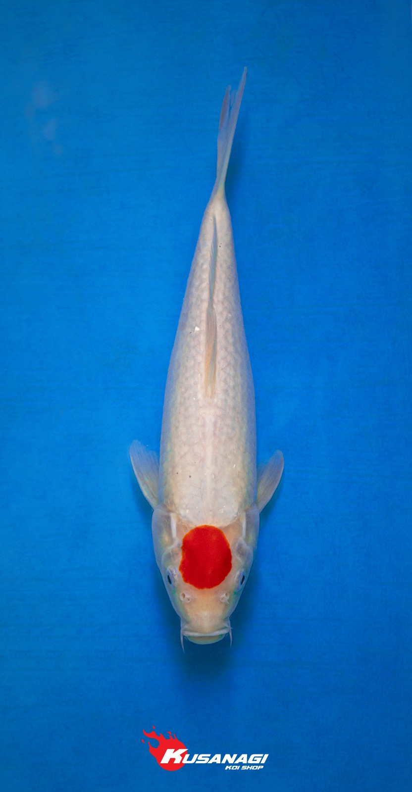 TANCHO KOHAKU 30cm