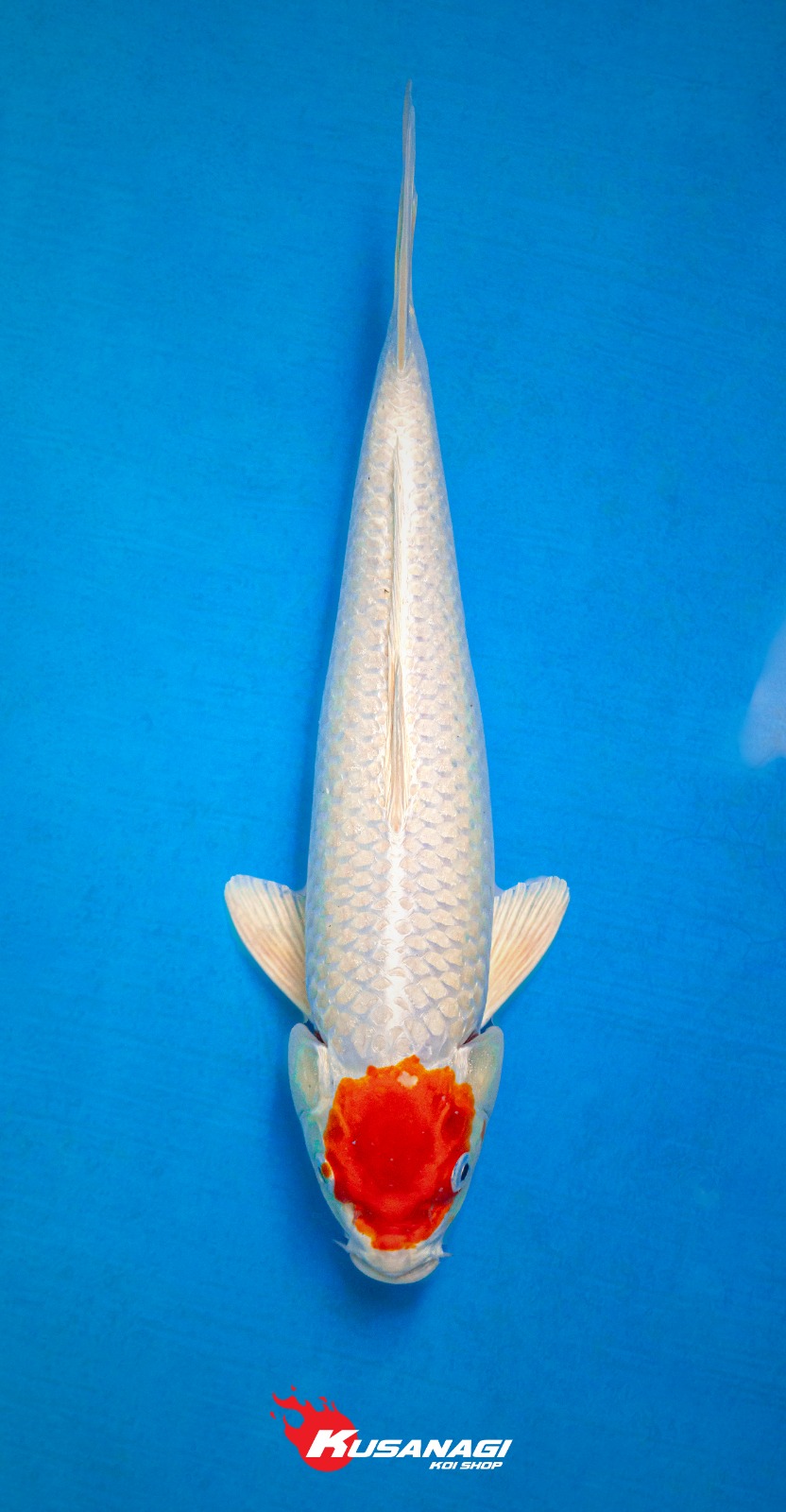 TANCHO PLATINUM KOHAKU RARE 34cm