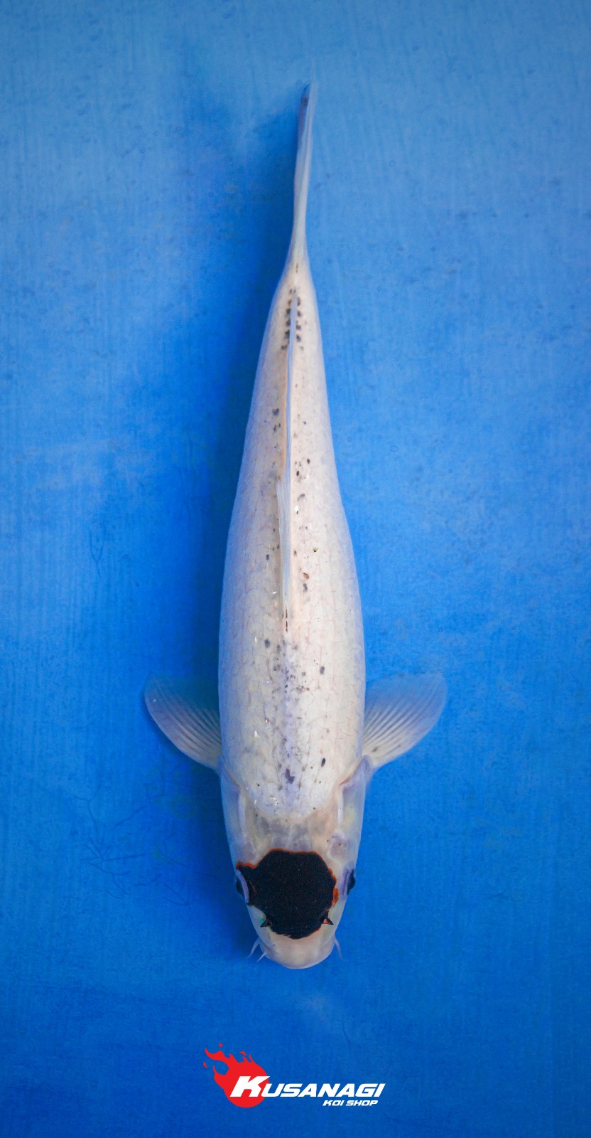 TANCHO GOROMO 35cm