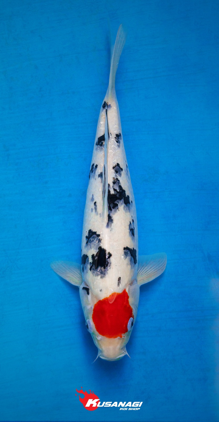 TANCHO SANKE BEKKO 35cm
