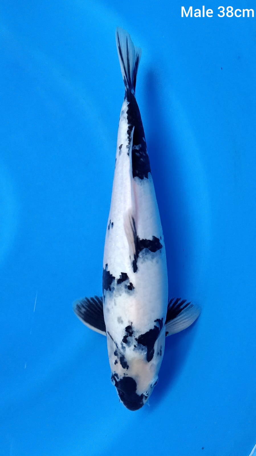 SHIRO UTSURI HQ 38cm