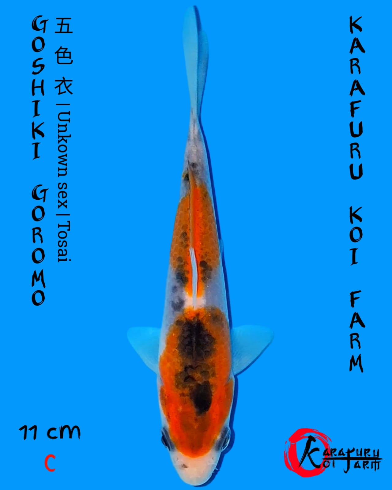 GOSHIKI GOROMO 11cm