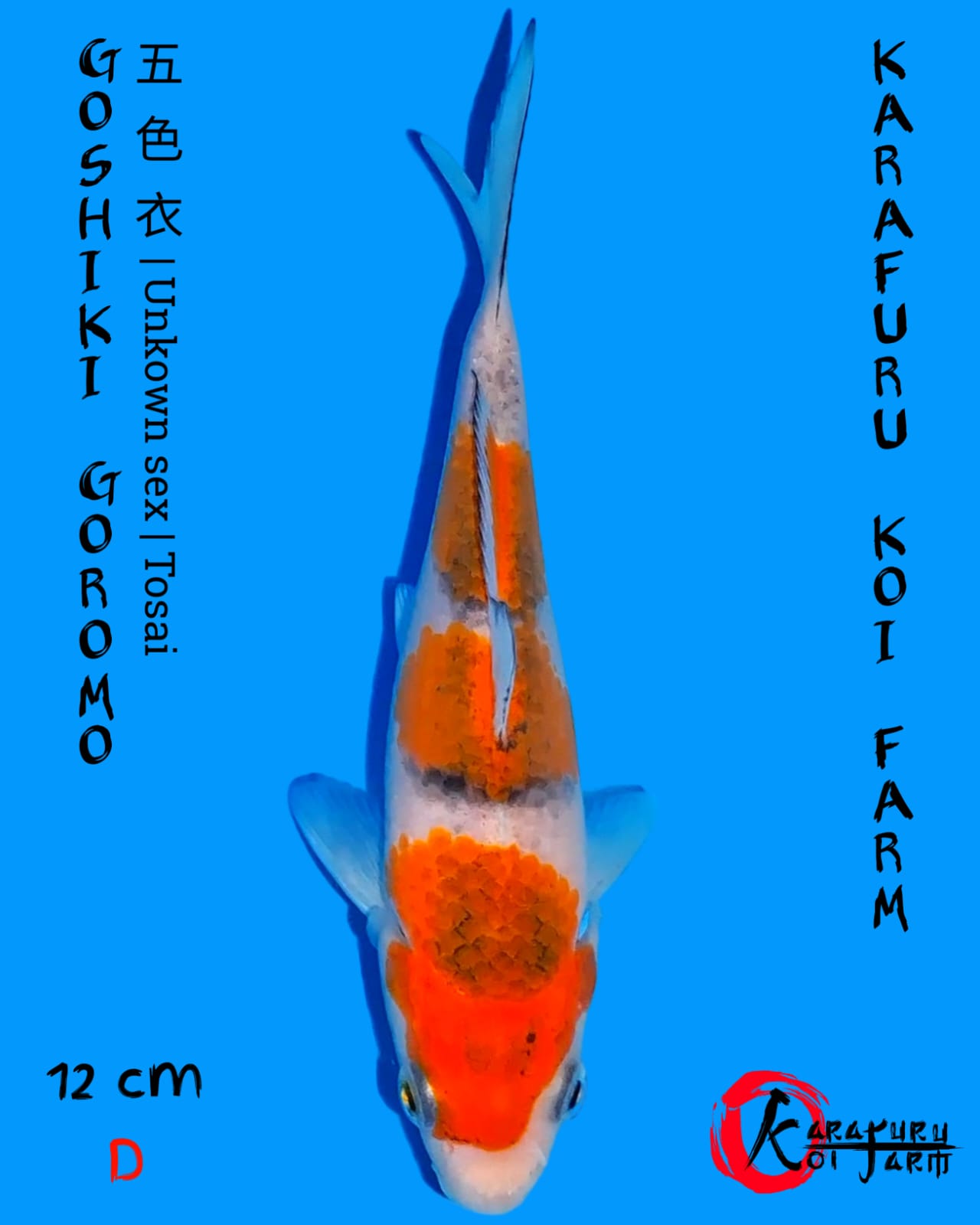GOSHIKI GOROMO 12cm