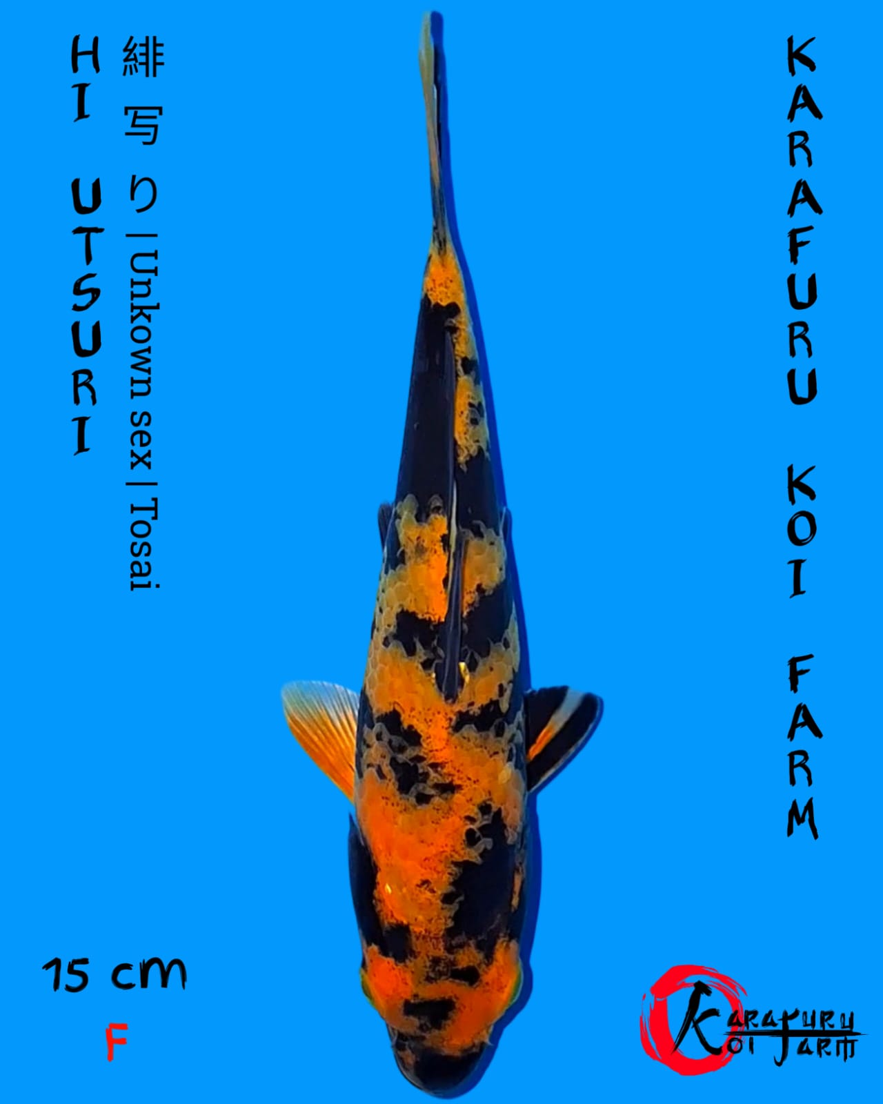HI UTSURI 15cm