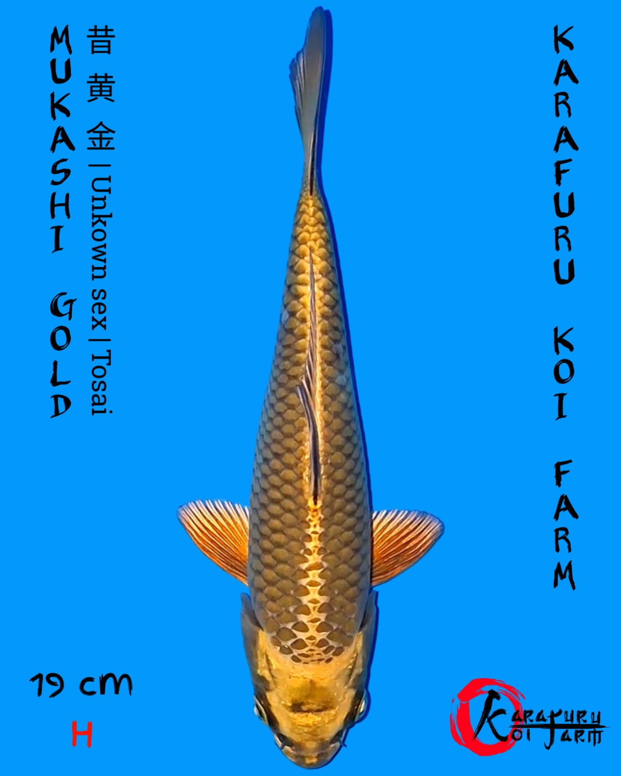 MUKASHI GOLD 19cm
