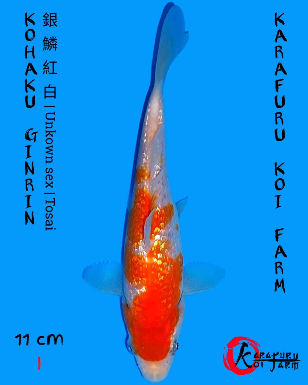 KOHAKU GINRIN 11cm