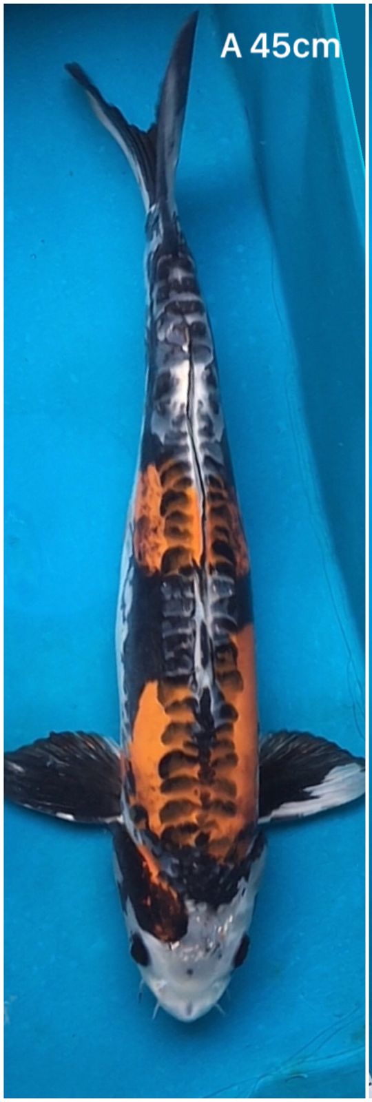 ANTIKANKIKO KURYU SIZE 45cm