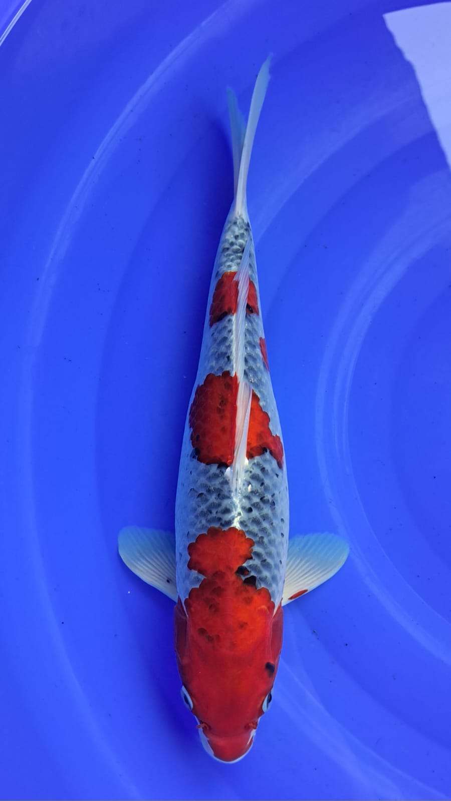 GOSHIKI 35cm