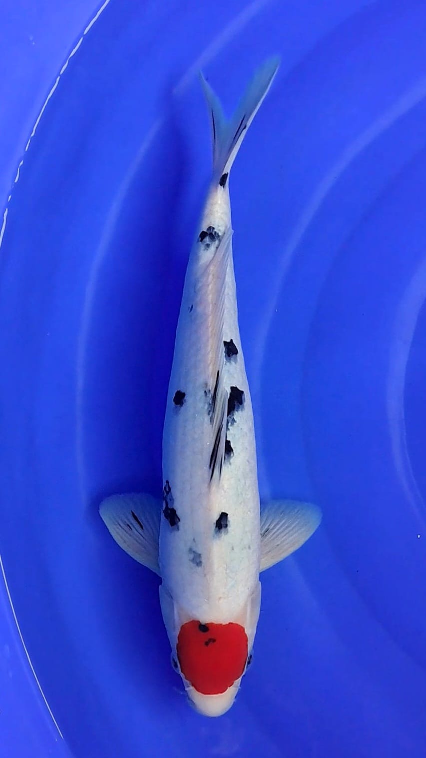 TANCHO SANKE 33cm