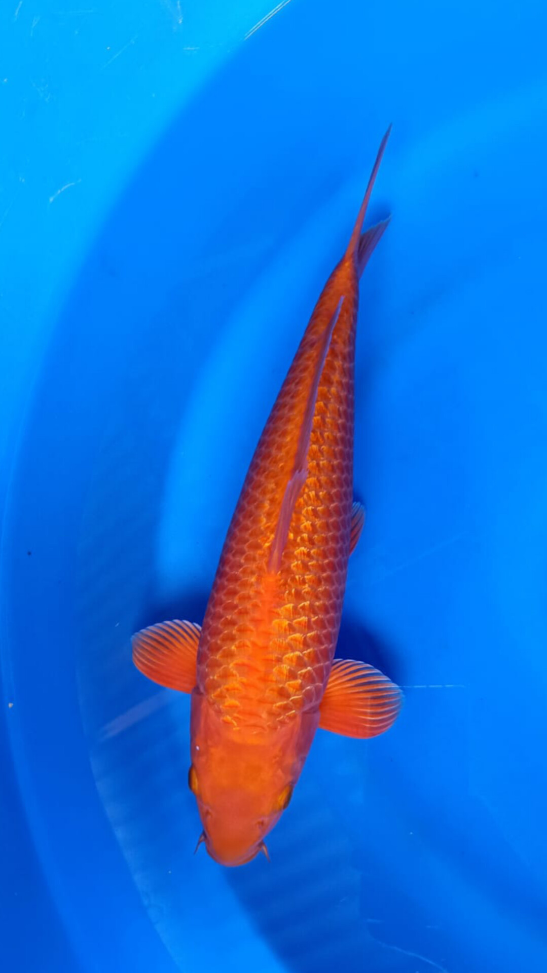 SUPER RED KARASI GINDRIN 40cm