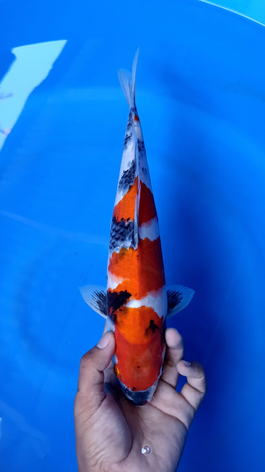 BAHAN KEPPING SHOWA SANSOKU 35cm