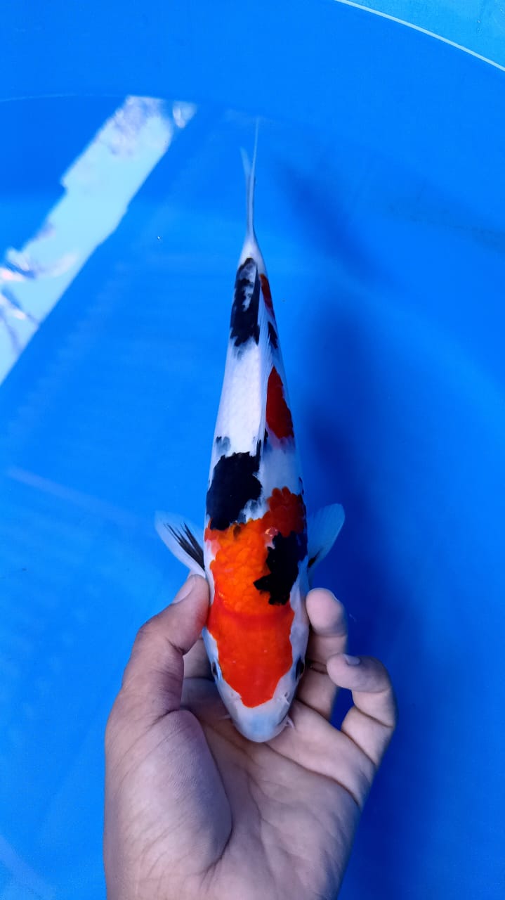 SHOWA SANSOKU BAHAN KEPPING 28cm GOOD SKIN
