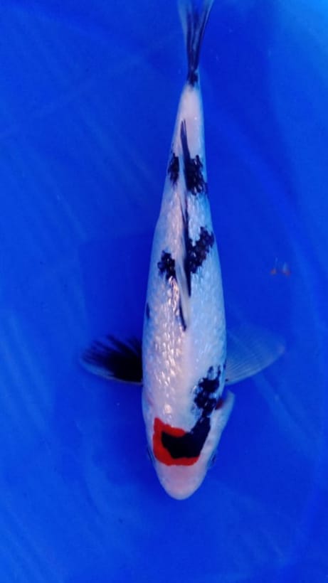 TANCO SHOWA GINRIN ISTIMEWA 24cm